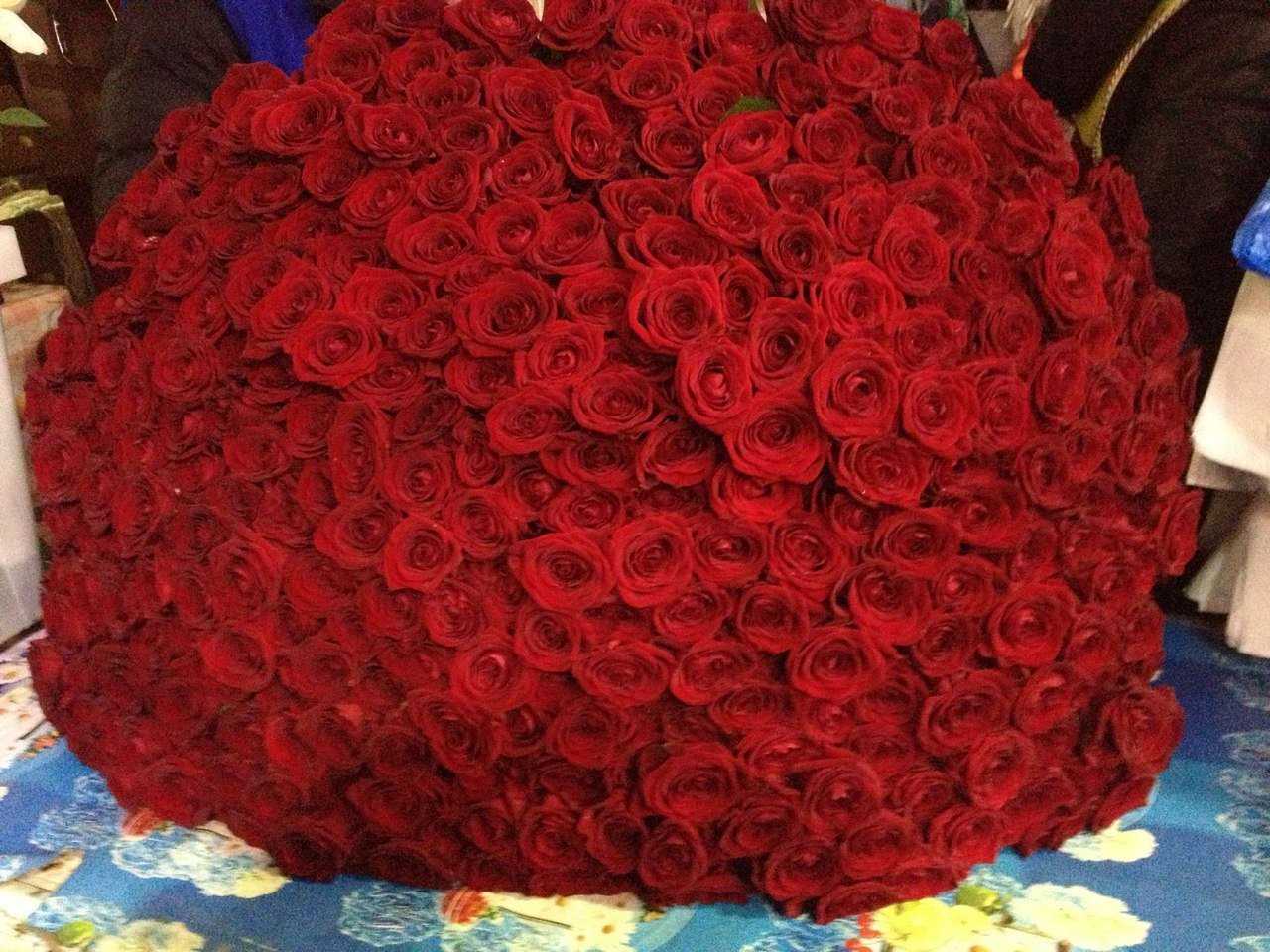 фото огромных красных роз