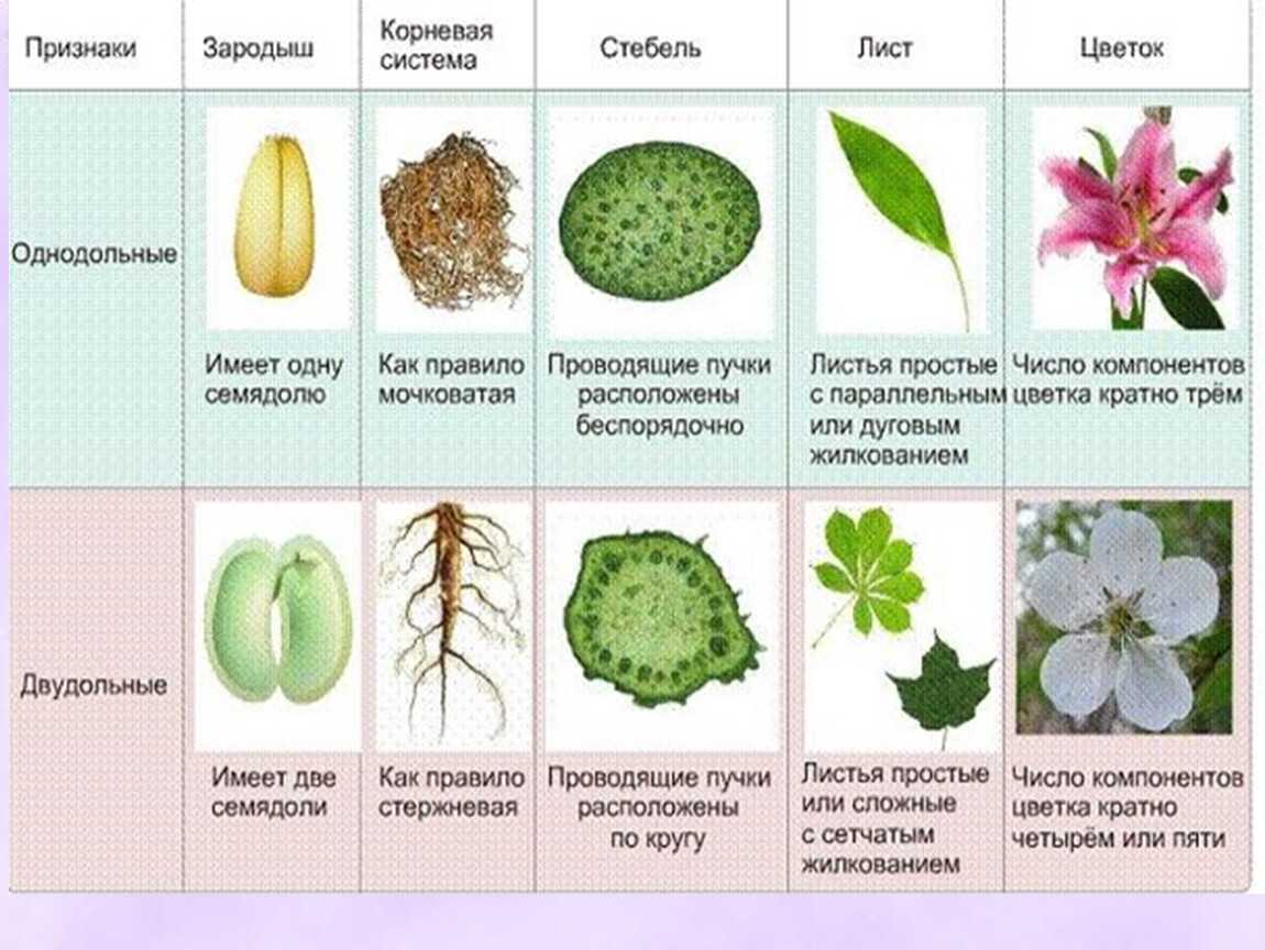 Схема признаков двудольных и однодольных растений