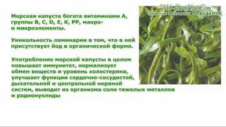 Что такое ламинария и как ее выращивают