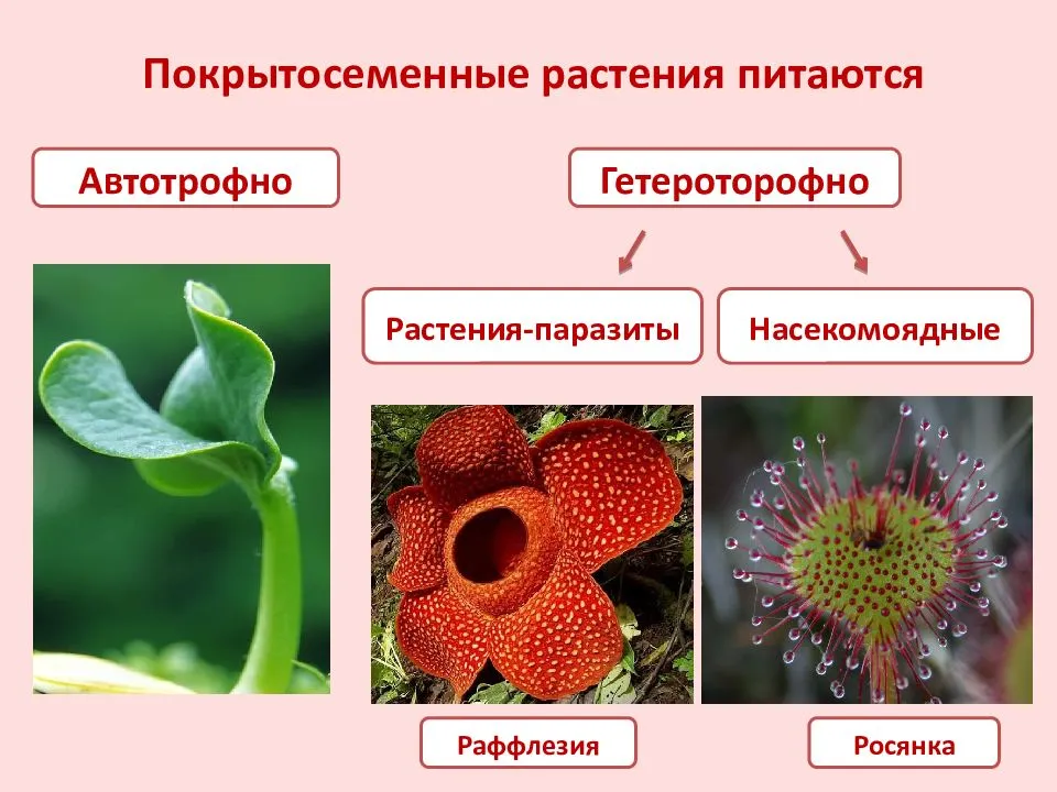 Отдел покрытосеменные общая характеристика и значение презентация