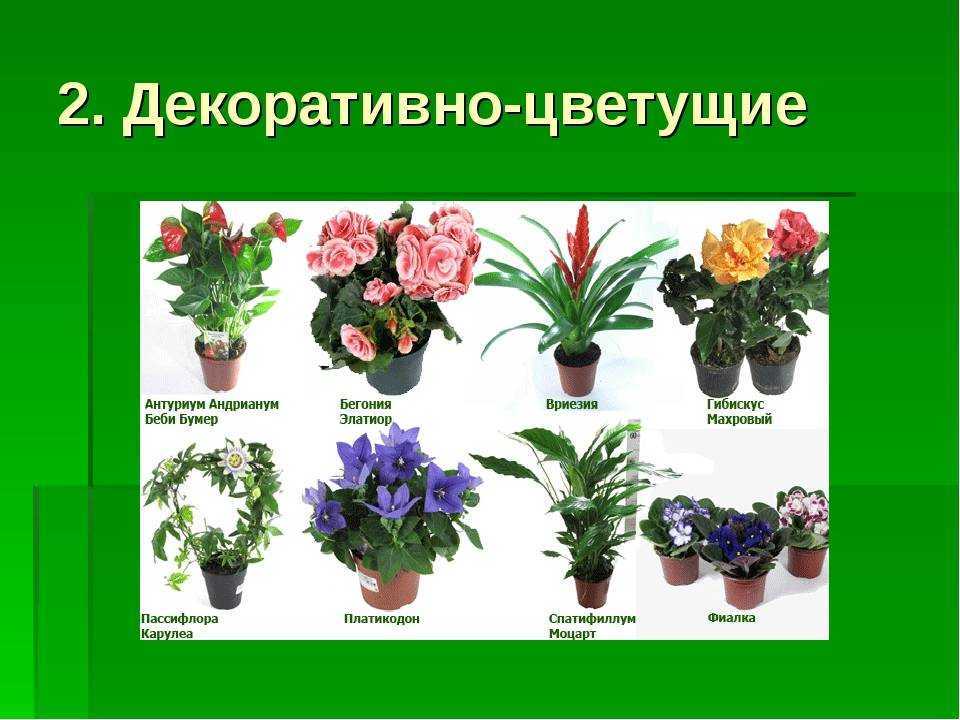 Симметрия и асимметрия в букетах и цветочных композициях