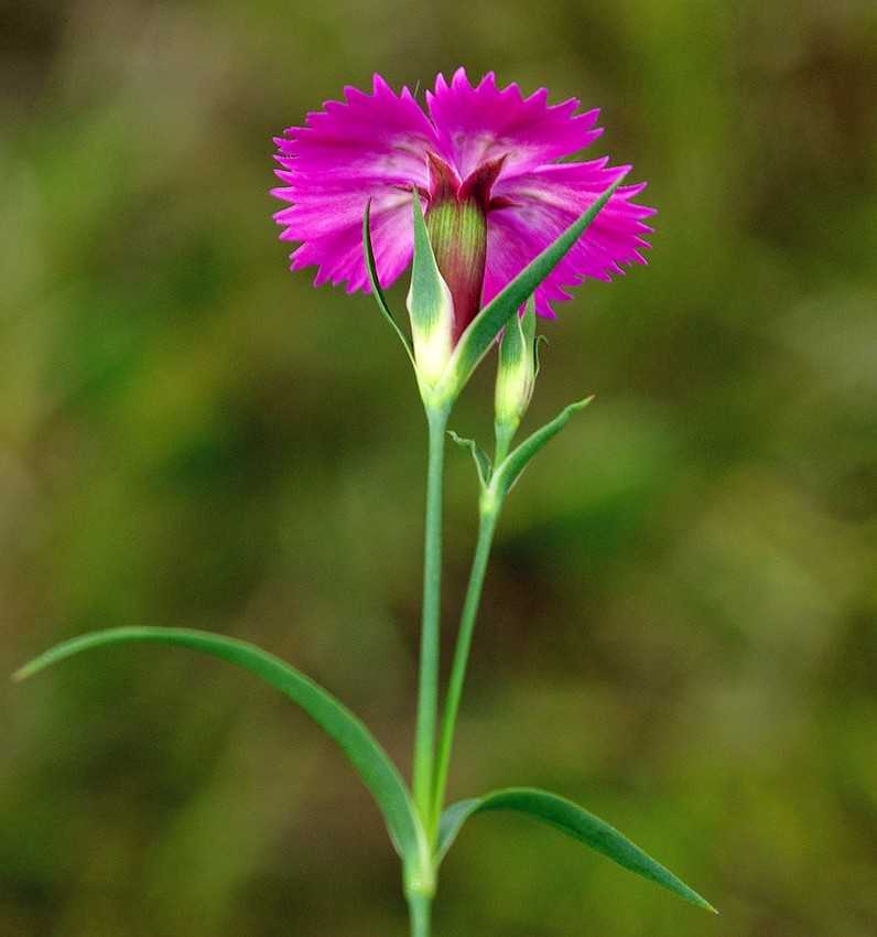 Лесные гвоздики. Dianthus versicolor - гвоздика Полевая. Гвоздика травянка Лесная. Гвоздика дельтовидная (Dianthus deltoides). Гвоздика травянка Дикая.