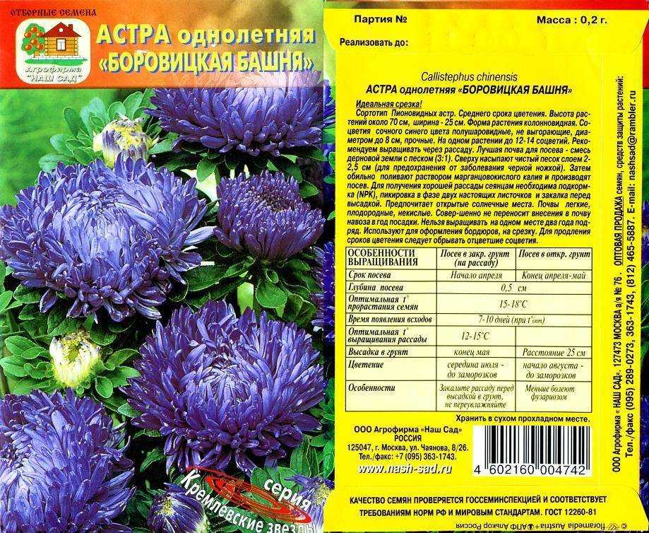Самые красивые сорта астр: описание, характеристики, фото и названия